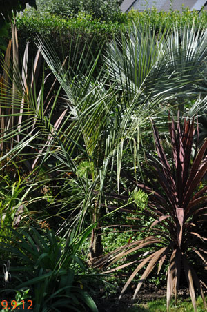 Parajubaea torallyi var torallyi